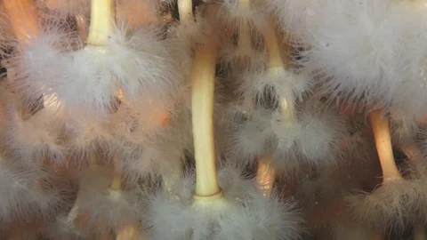Group of actinia Stock Footage 79052377