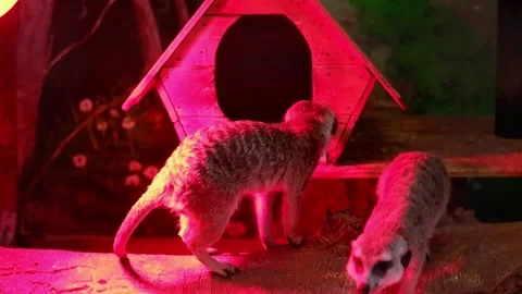 Group of active meerkats playing under red light Видео 337032520