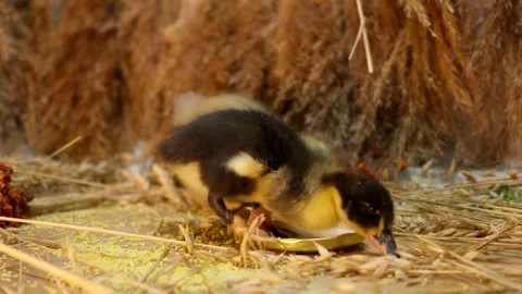 A group of adorable ducklings joyfully exploring their nesting area on a sunny Stock Footage 313283776