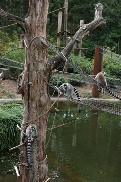 Group of adorable fluffy lemurs in zoological garden Stock Photos