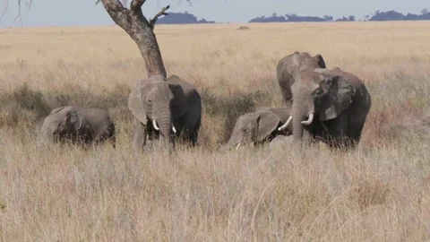 Group of African elephants on leftover tree. Vidéo 132812782