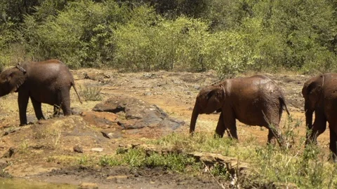 Group of African Elephants walking Stock Footage 104625115