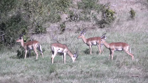 A Group of African Impala eating Stock Footage 142486573