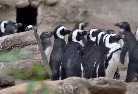Group of African Penguins Free Stock Photos