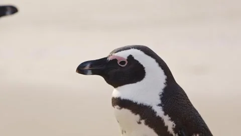 Group of African penguins on sandy beach coming out of water. Spheniscus Stock Footage 271180352