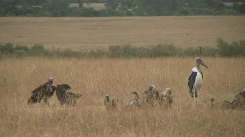 Group of African vultures Stock Footage 10605905
