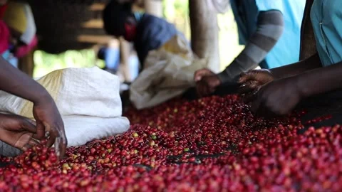 Group of African workers are sorting fresh beans at coffee washing station Stock Footage 165233846