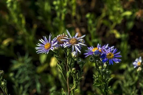 Group of Aging Aster amellus Flowers in Summer Garden Stock Photos