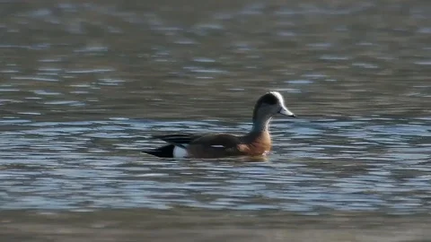 A group of Alaskan ducks clustered together, diving into the water Stock Footage 92473518