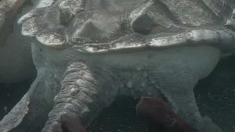 A group of alligator snapping turtles are submerged. Stock Footage 282514494