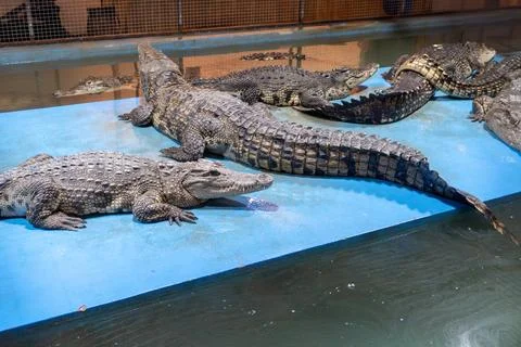 Group of alligators resting on blue platform in enclosure Stock Photos