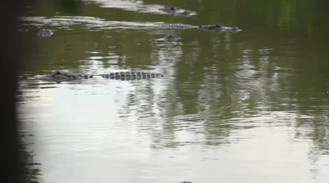 Group of Alligators in Water 스톡 동영상 26747653