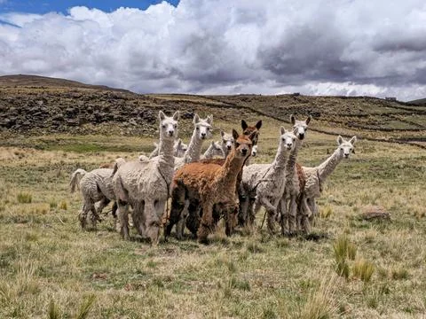 Group of Alpacas on the farm posing for the camera Stock Photos