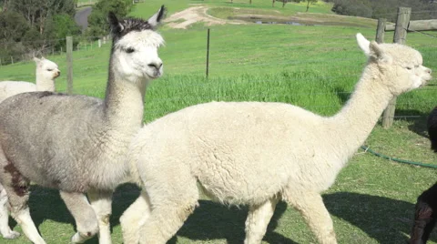 Group of alpacas Stock Footage 55549271