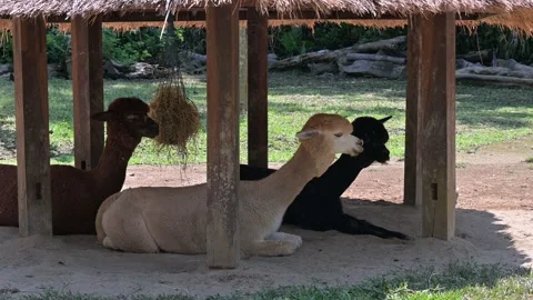 A group of alpacas 스톡 동영상 265404676