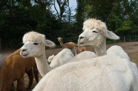 Group of alpacas Stock Photos