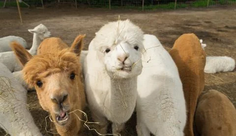 Group of alpacas Stock Photos