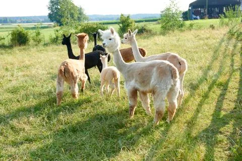 Group of Alpacas Foto stock