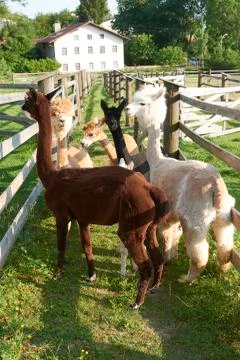 Group of Alpacas Foto stock