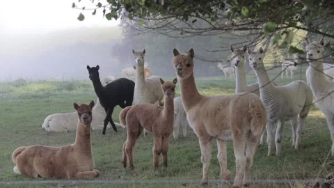 A group of alpacas standing in a field during sunrise Stock Footage 166305141