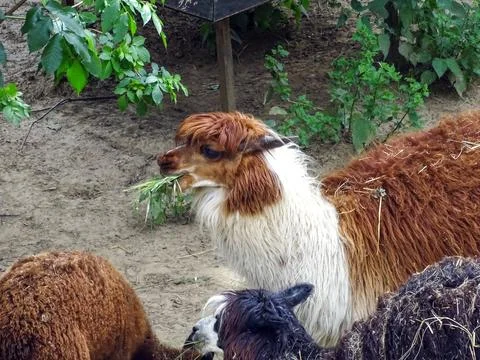 Group of alpacas at the zoo Stock Photos