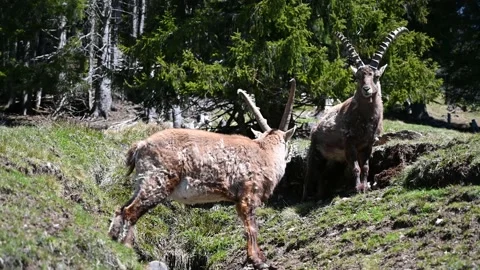 Group of Alpine Ibex Stock Footage 147959315