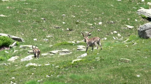 Group of Alpine ibexes walking up a grassy mountain slope Stock Footage 340201390