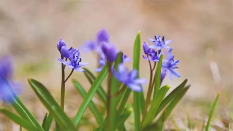 Group Of Alpine Squill Flowers In The Wild, Close-Up, Blurred Background Stock Footage 219235430