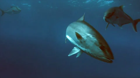 Group of amber jacks close encounter Stock Footage 31747606