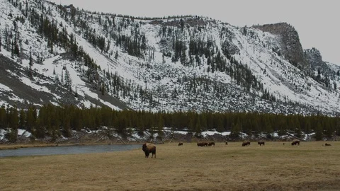 Group of American Bisons Buffalos herd feeding on a meadow. Prairie landscape Stock Footage 108617077