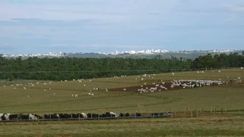 A group of angus cattle in confinement Video stock 144904537