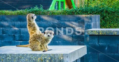 Group animal portrait of two meerkats together on a pole one looking towards Stock Photos