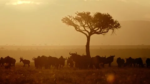 A group of animals are grazing at sunset Sunset are beautiful  4K Stock Footage 255032353
