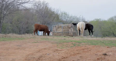 Group of animals eating hay Stock Footage 105084335