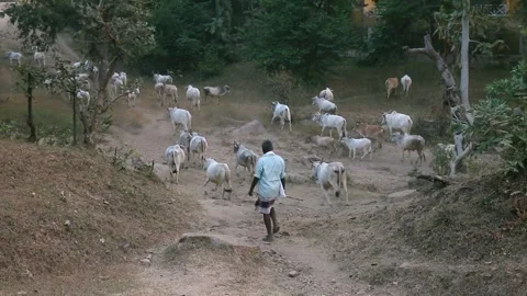 Group of animals Stock Footage 196006242