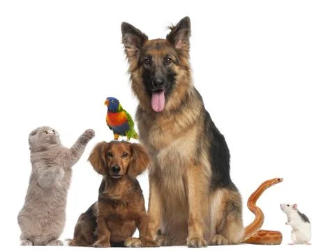 Group of animals in front of white background Foto stock
