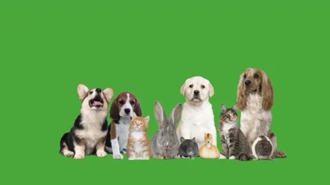 Group of animals on green screen Stock Footage 98402537