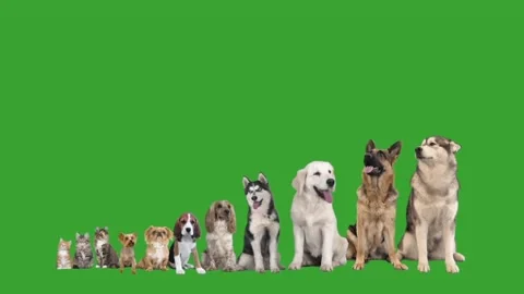 Group of animals on green screen Stock Footage 99048490