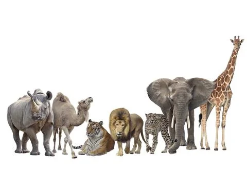 Group of animals isolated on white background. Stock Photos