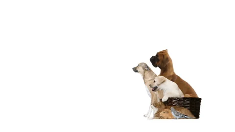 Group of animals looks on a white background, side view Stock Footage 130896160