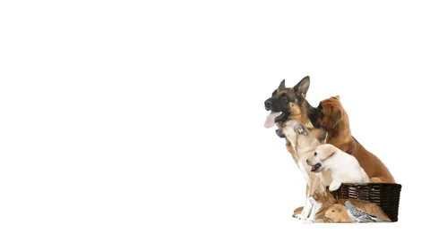Group of animals looks on a white background, side view Stock Footage 146030008