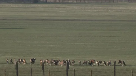 Group of Animals Moving Across the Field Far Away Over the Fence Stock Footage 64225499