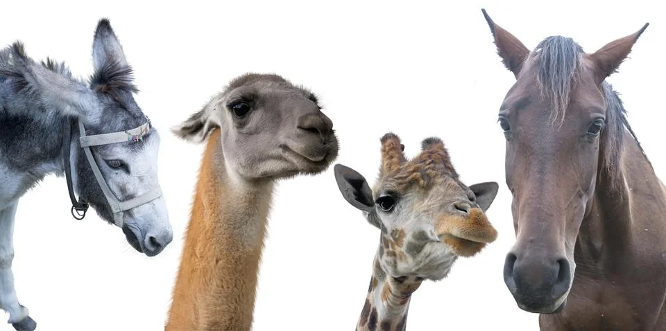 Group of animals Stock Photos