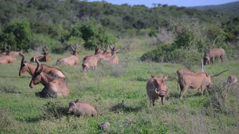 Group of animals seen resting in the wild Stock Footage 278041981