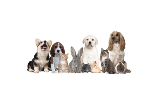 Group of animals on white background Stock-Footage 98402542