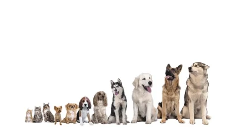 Group of animals on white background Stock Footage 99048494