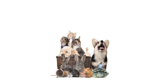 Group of animals on a white background Stock Footage 105066110