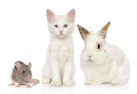 Group of animals on white background Stock Photos