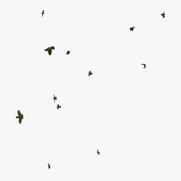 A Group of Animated Flying Sparrows 3D Model
