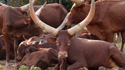 Group of ankole watusi Stock Footage 121433599